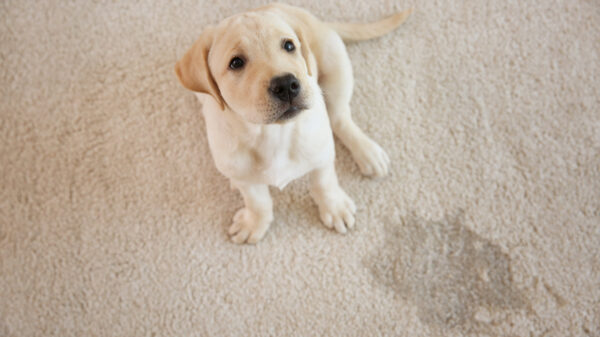 Remove Dog Urine Naturally