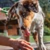 Tick Repellent for Dogs